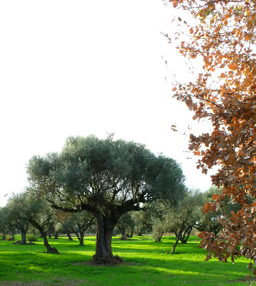 Pazianas MANAKI 5l, natives Olivenöl extra, Ernte Nov./Dez. 2024, Lieferzeit: 3 - 5 Tage