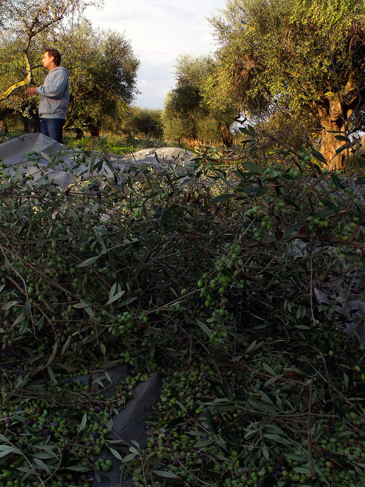 Pazianas KORONEIKI 3l, natives Olivenöl extra, Ernte Okt/Nov. 2025, Lieferzeit: 3 - 5 Tage