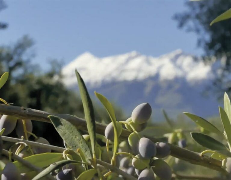 Kalamata Olivenpaste 285 g, Lieferzeit: 3 - 5 Tage