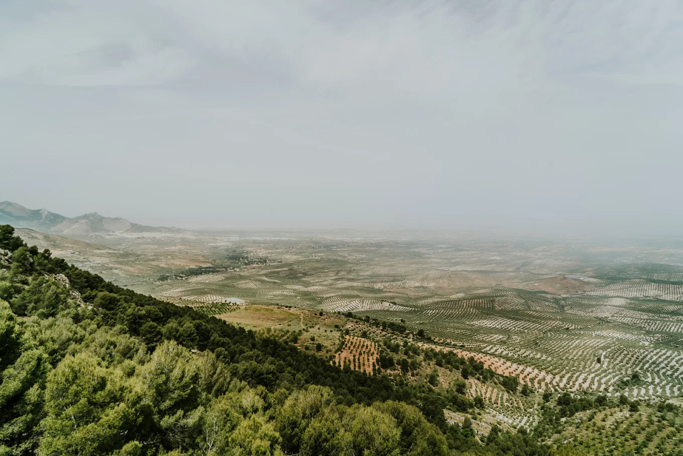 Melgarejo Hojiblanca 0,5l,  natives Olivenöl extra,  Ernte Okt. 2024,  Lieferzeit: 3 - 5 Tage