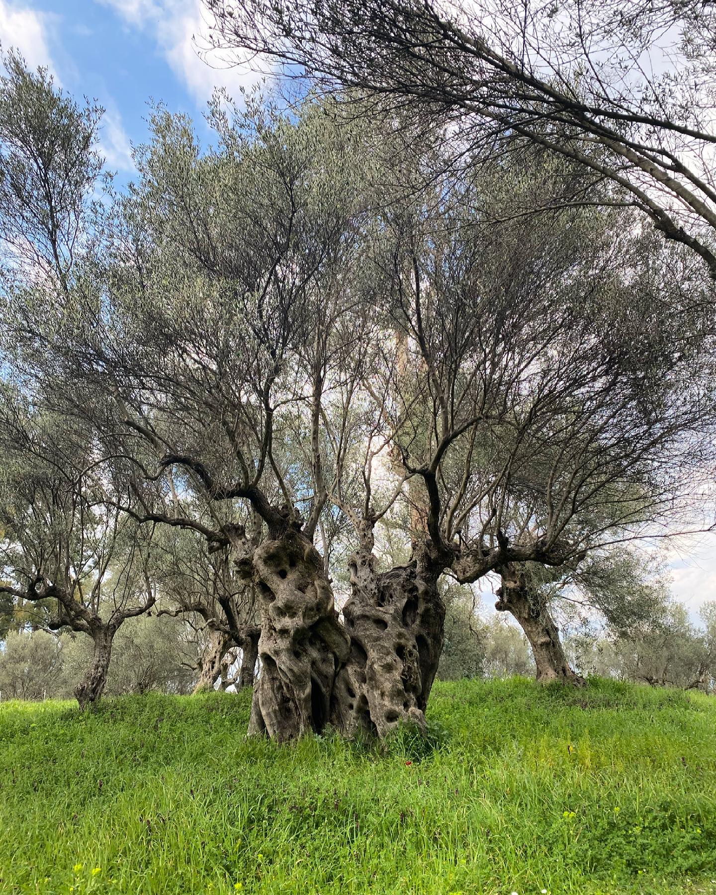 Kalamata Oliven in Lake 580g/340g Abtropfgewicht, Lieferzeit: 3 - 5 Tage