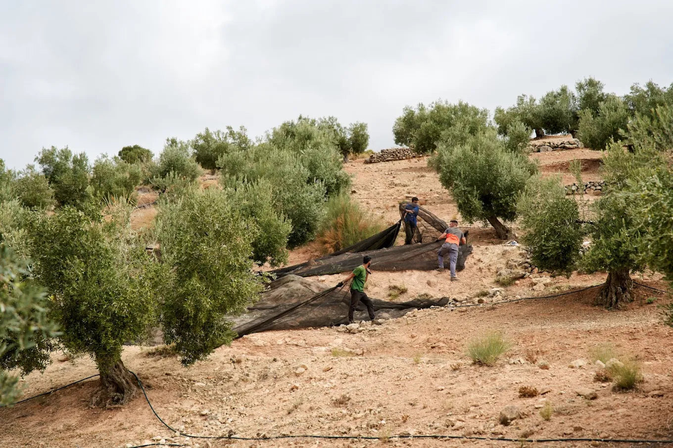 Melgarejo Hojiblanca 0,5l,  natives Olivenöl extra,  Ernte Okt. 2024,  Lieferzeit: 3 - 5 Tage