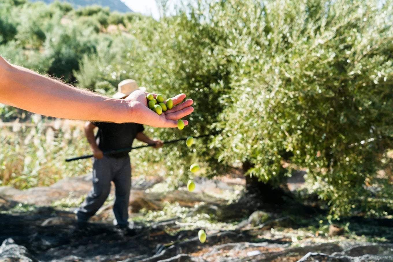 Melgarejo Hojiblanca 0,5l,  natives Olivenöl extra,  Ernte Okt. 2024,  Lieferzeit: 3 - 5 Tage