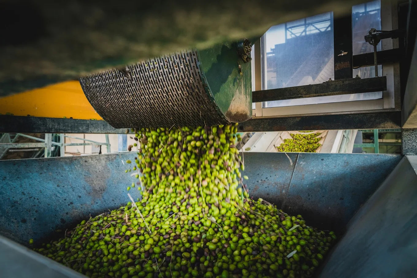 Melgarejo Hojiblanca 0,5l,  natives Olivenöl extra,  Ernte Okt. 2024,  Lieferzeit: 3 - 5 Tage