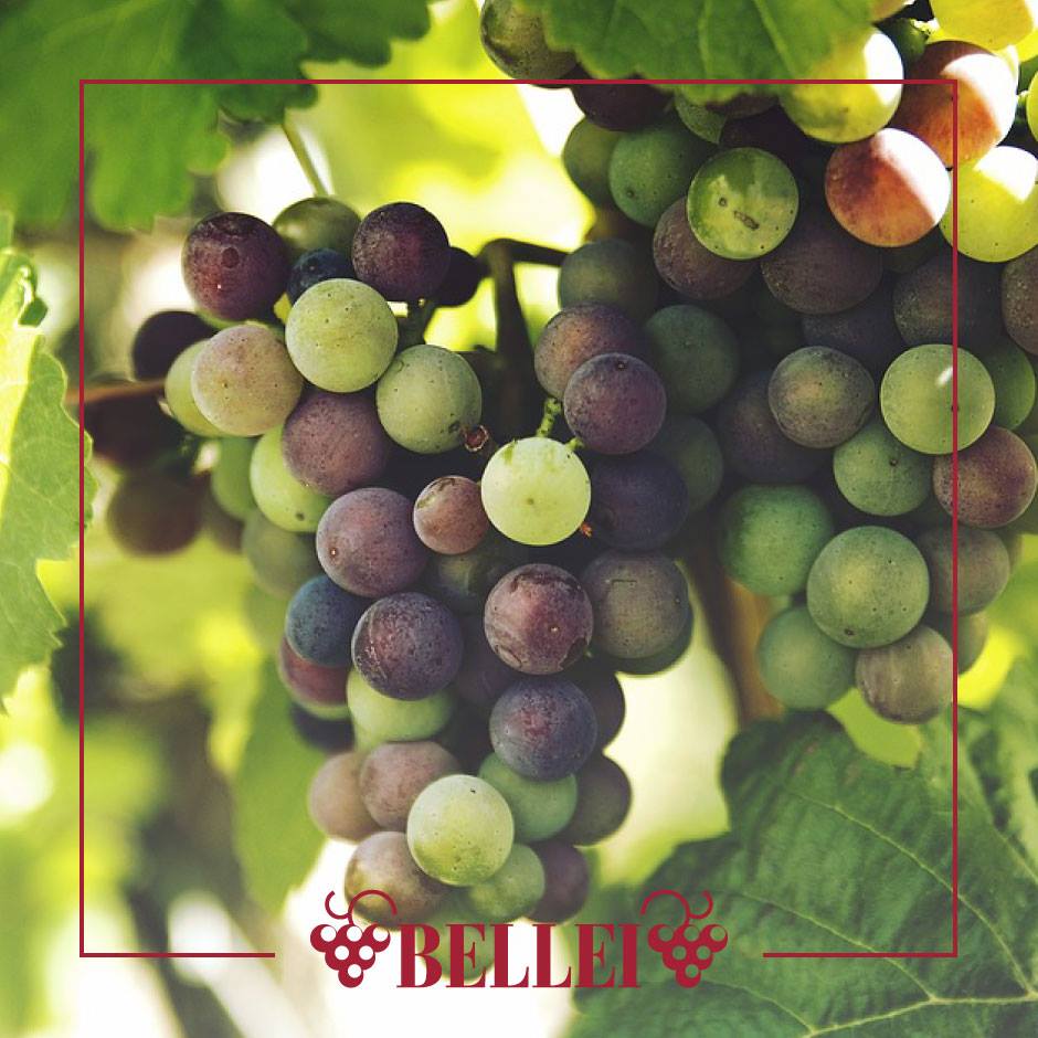 Aceto Balsamico Di Modena, "il Picchio", 500 ml, Lieferzeit: 3 - 5 Tage