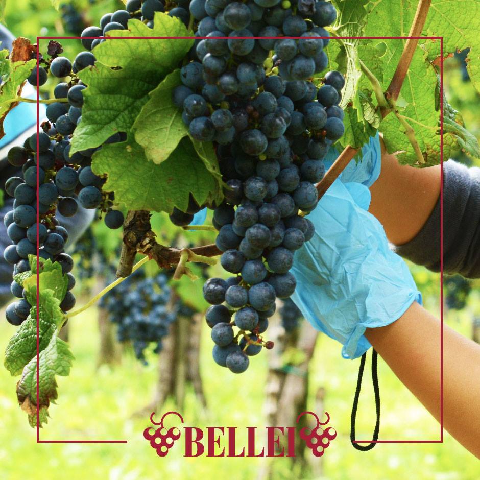 Bio Aceto Balsamico Di Modena I.G.P. "Sua Maesta", 250 ml, Lieferzeit: 3 - 5 Tage