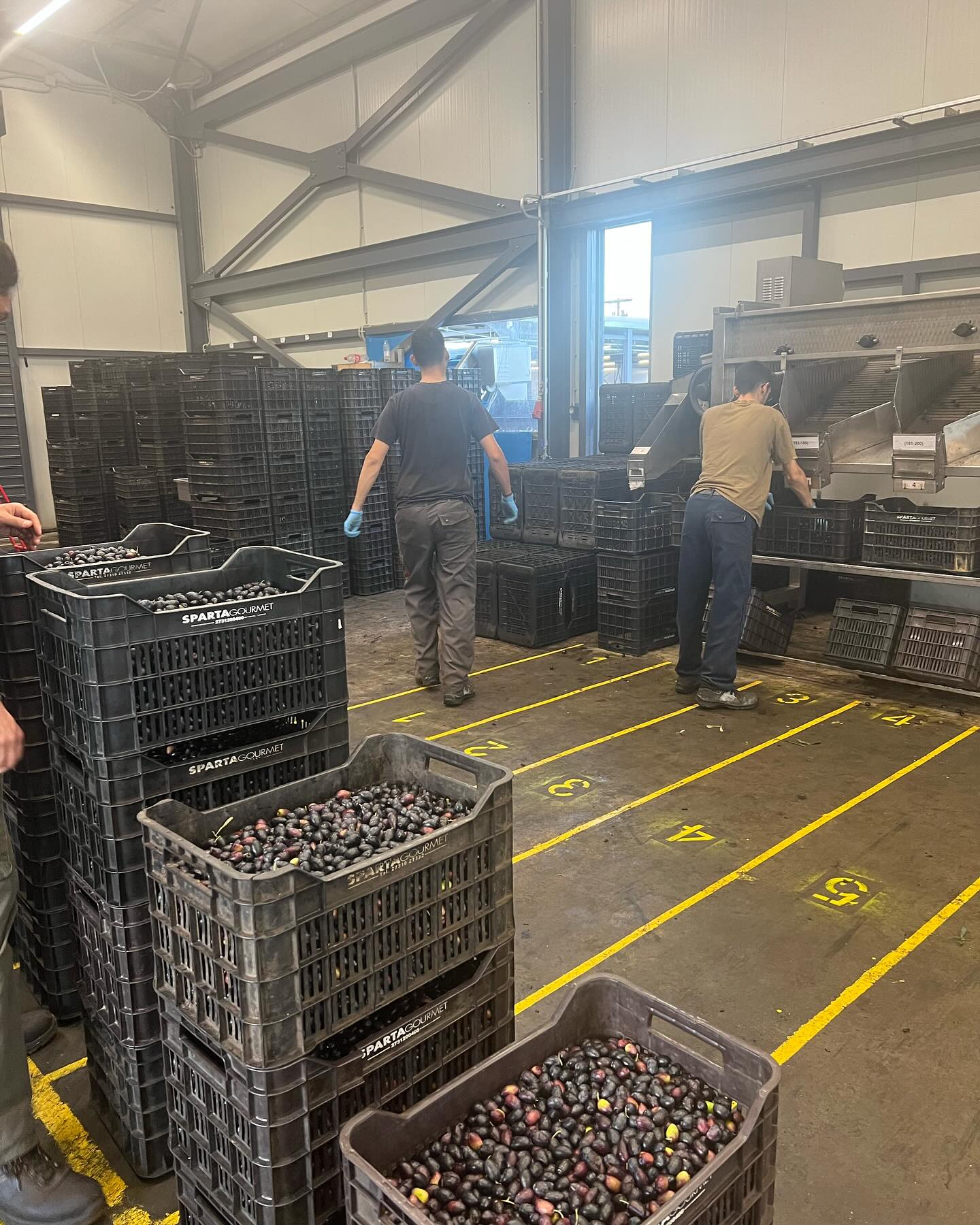 Kalamata Oliven in Lake 580g/340g Abtropfgewicht, Lieferzeit: 3 - 5 Tage