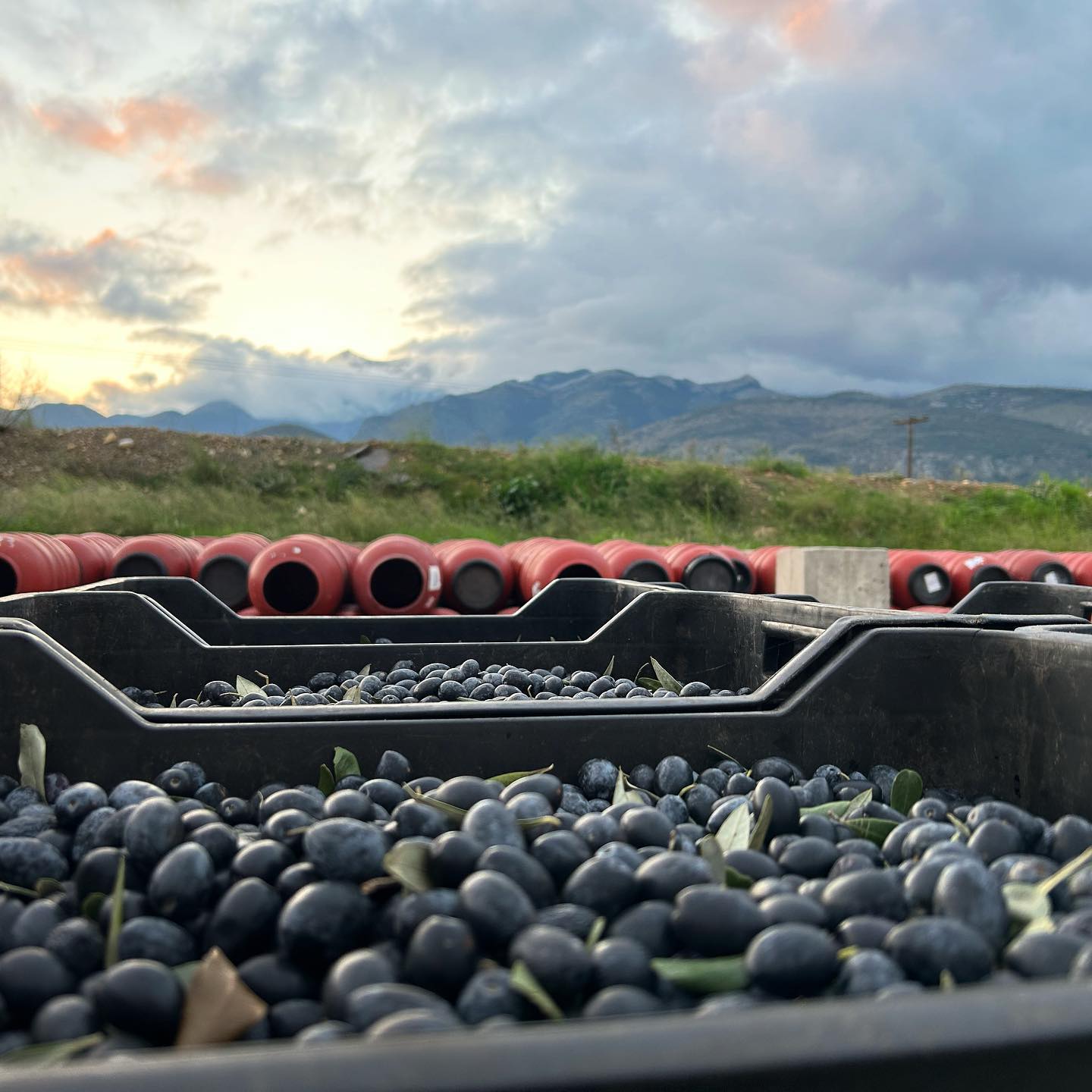 Kalamata Oliven in Lake 580g/340g Abtropfgewicht, Lieferzeit: 3 - 5 Tage