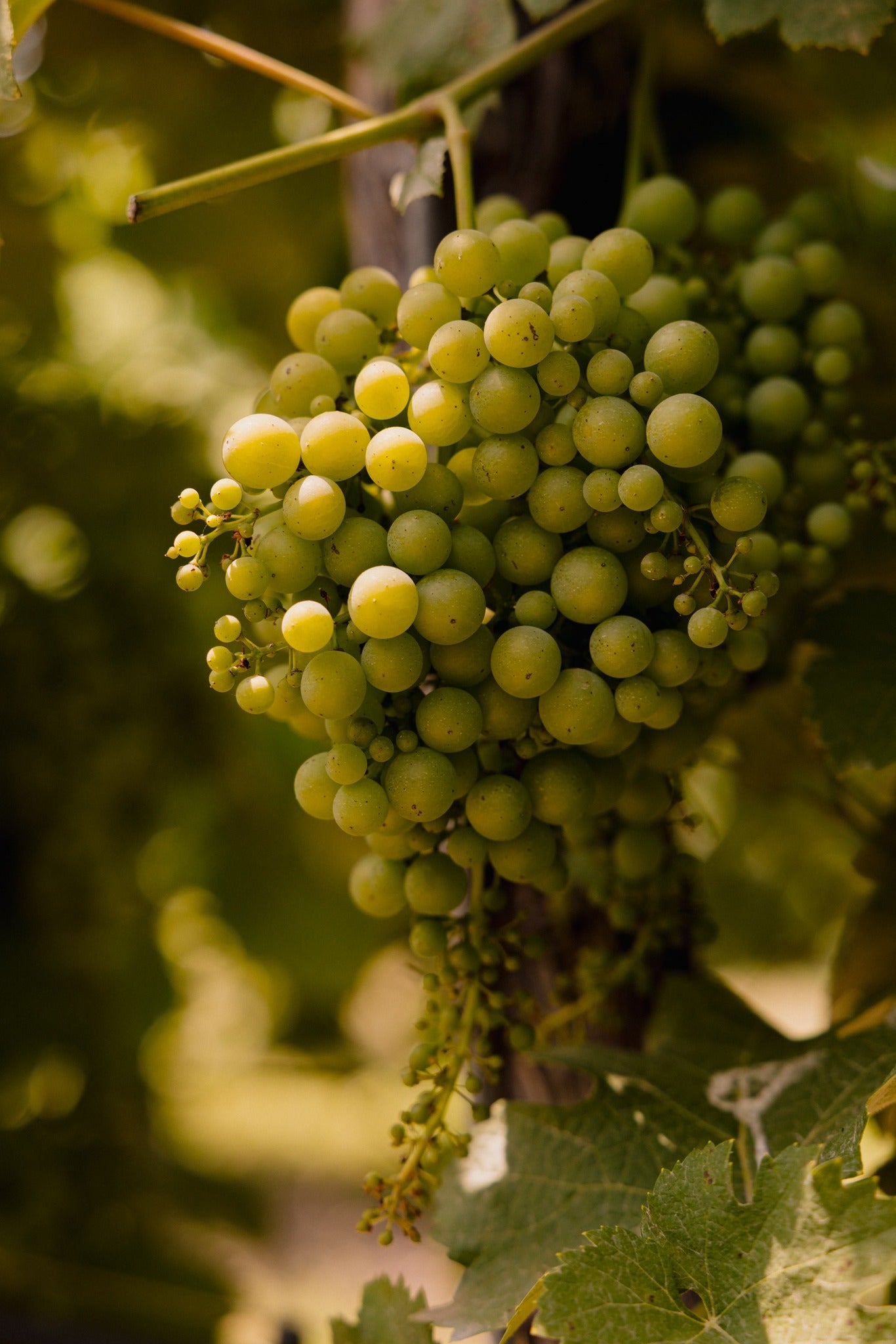 Bio Aceto Balsamico Di Modena I.G.P. "Sua Maesta", 250 ml, Lieferzeit: 3 - 5 Tage