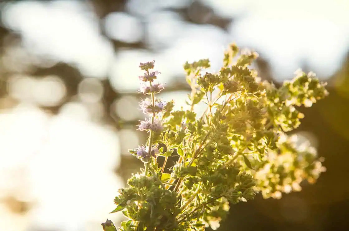 Wildkräuterhonig von Evia, 300 g, Lieferzeit: 3 - 5 Tage