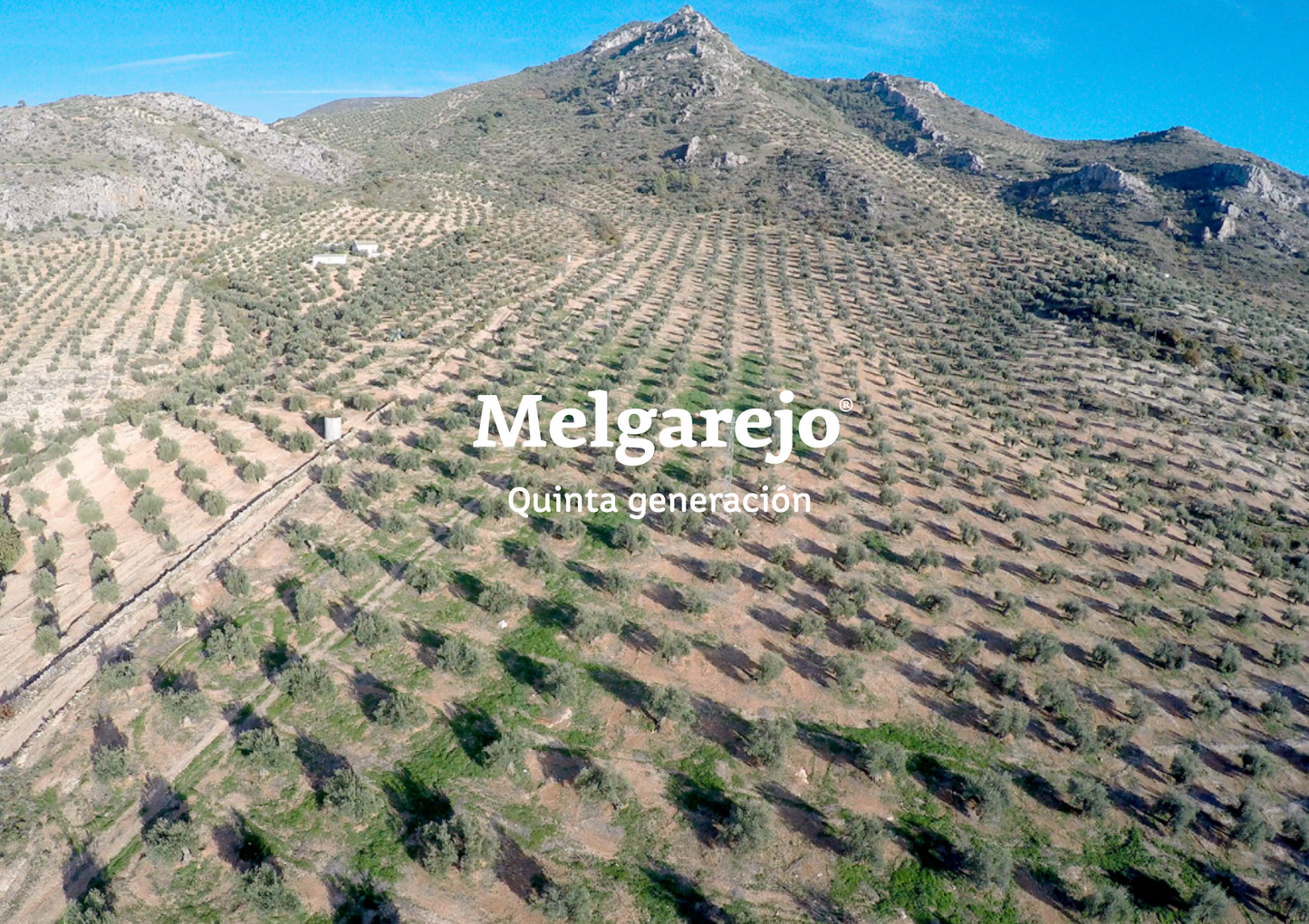 Melgarejo Hojiblanca 0,5l,  natives Olivenöl extra,  Ernte Okt. 2024,  Lieferzeit: 3 - 5 Tage