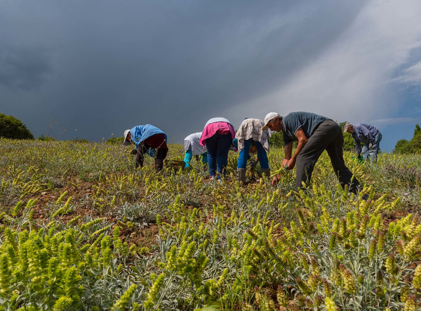 griechischer Oregano, Strauss, 40 g, Lieferzeit: 3 - 5 Tage