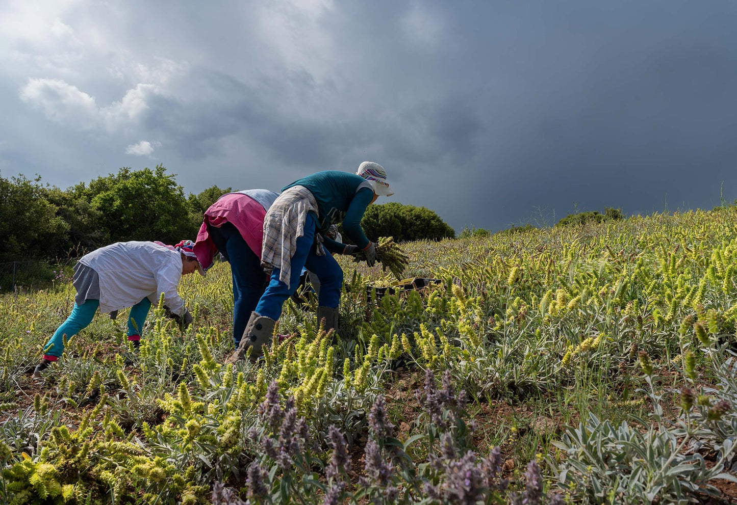 griechischer Oregano, Strauss, 40 g, Lieferzeit: 3 - 5 Tage