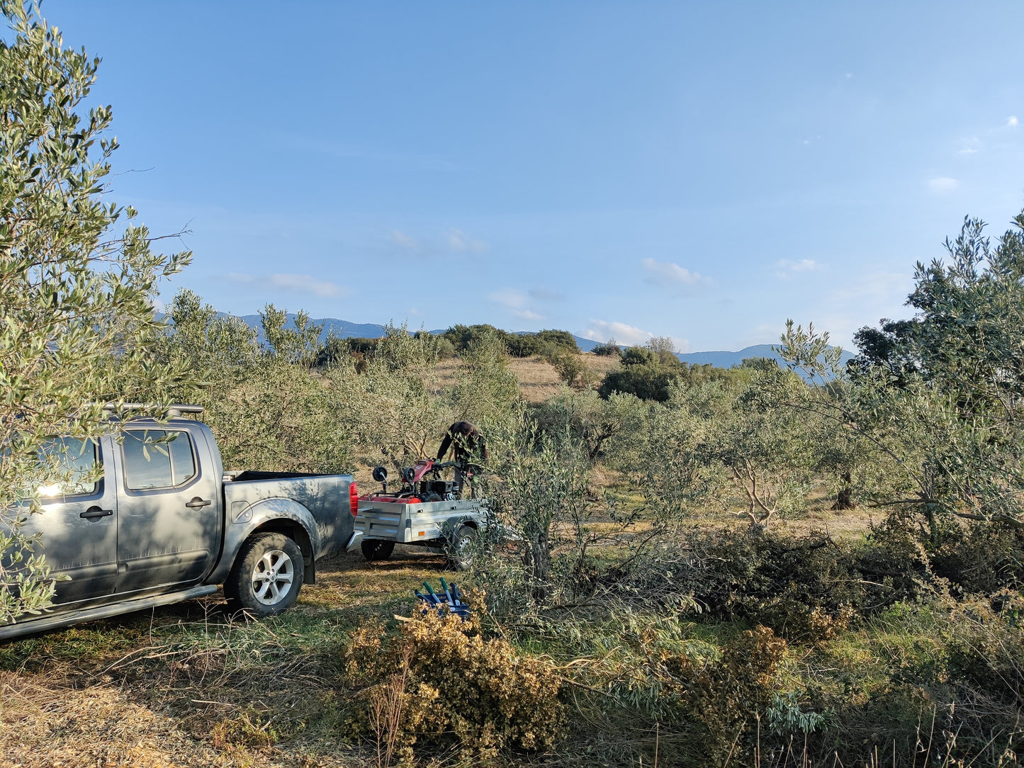 Pazianas AMFISSA 3l,  natives Olivenöl extra,  Ernte Okt. 2025,  Lieferzeit: 3 - 5 Tage