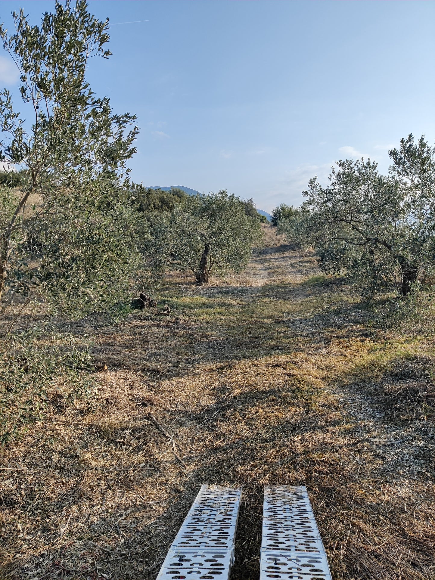 Pazianas AMFISSA 3l,  natives Olivenöl extra,  Ernte Okt. 2025,  Lieferzeit: 3 - 5 Tage
