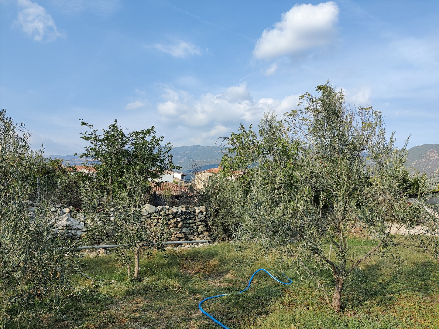 Pazianas AMFISSA 3l,  natives Olivenöl extra,  Ernte Okt. 2025,  Lieferzeit: 3 - 5 Tage