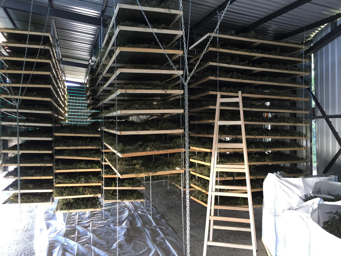 griechischer Oregano, Strauss, 40 g, Lieferzeit: 3 - 5 Tage