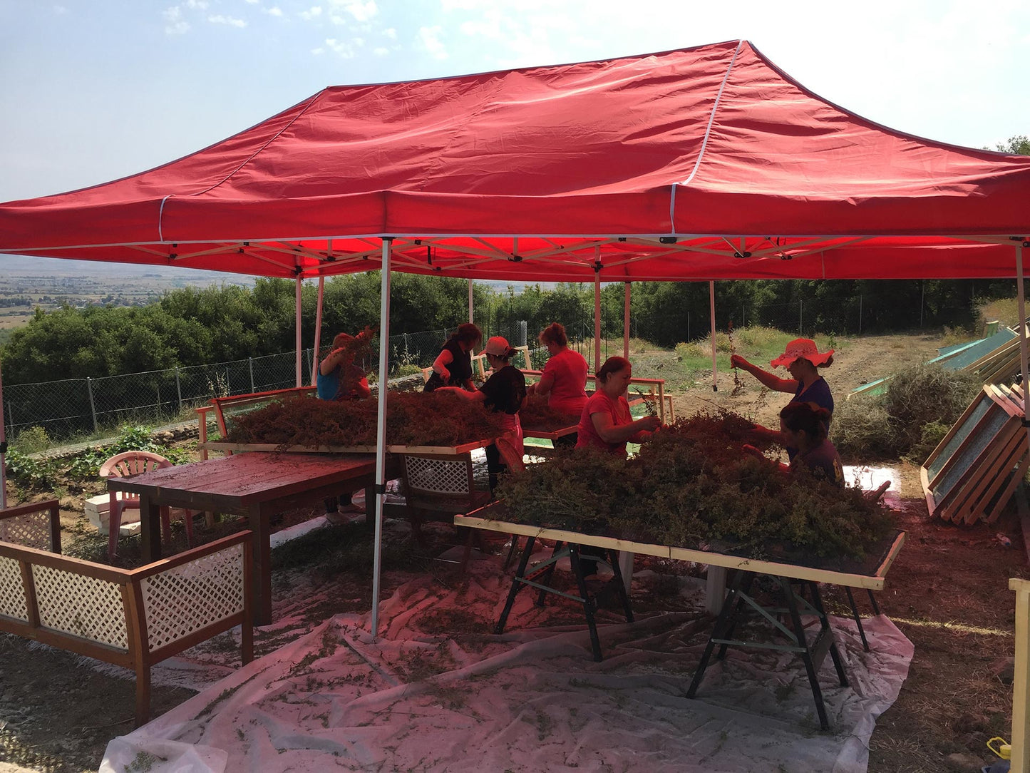 griechischer Oregano, Strauss, 40 g, Lieferzeit: 3 - 5 Tage