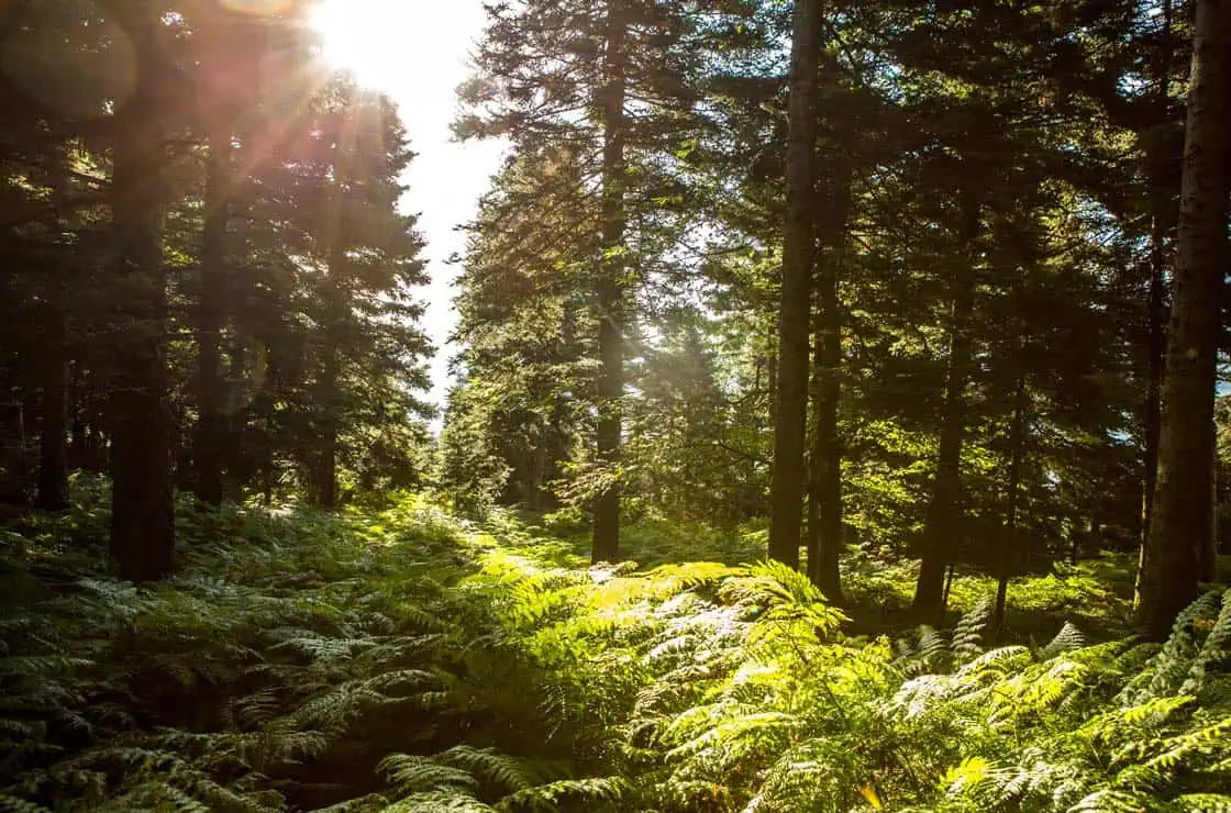 Fichtenhonig aus Zentralgriechenland, 300 g, Lieferzeit: 3 - 5 Tage