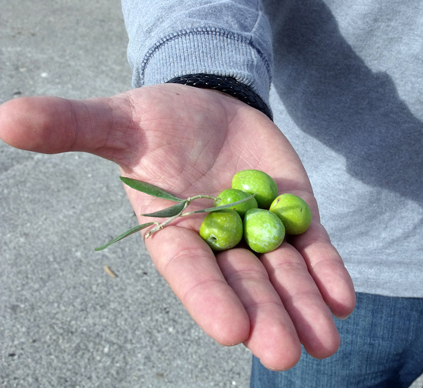 Pazianas MANAKI 0,25l,  natives Olivenöl extra,  Ernte Nov./Dez. 2023,  Lieferzeit: 3 - 5 Tage