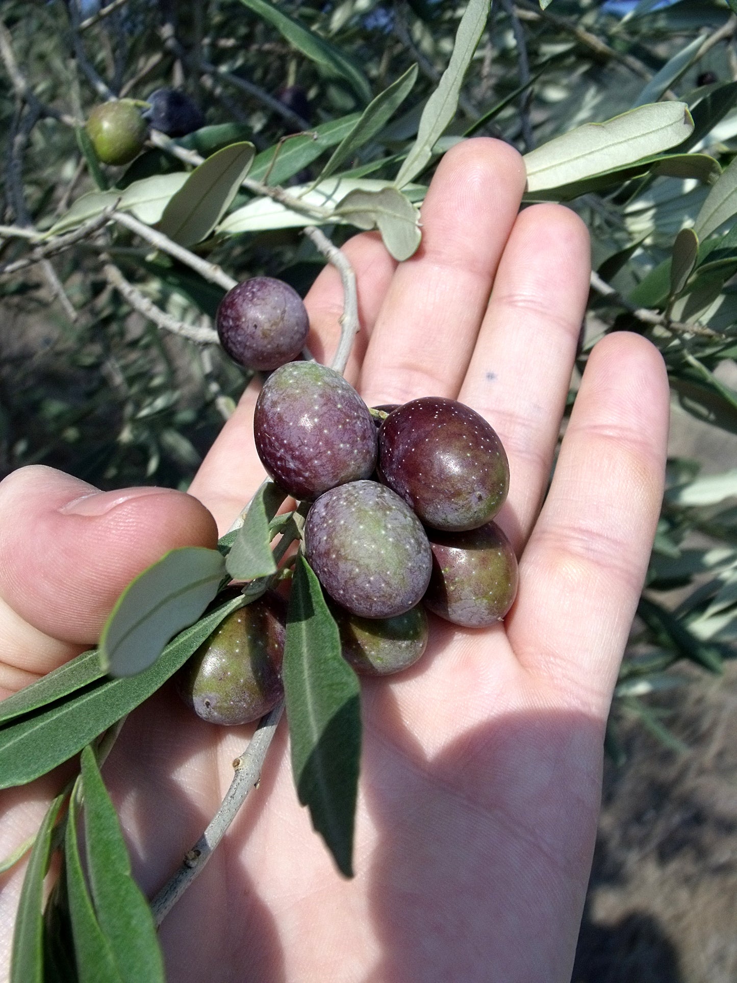 Pazianas AMFISSA 3l,  natives Olivenöl extra,  Ernte Okt. 2025,  Lieferzeit: 3 - 5 Tage