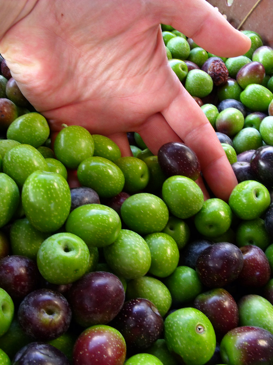 Pazianas AMFISSA 3l,  natives Olivenöl extra,  Ernte Okt. 2025,  Lieferzeit: 3 - 5 Tage