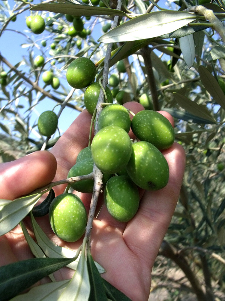 Pazianas AMFISSA 3l,  natives Olivenöl extra,  Ernte Okt. 2025,  Lieferzeit: 3 - 5 Tage