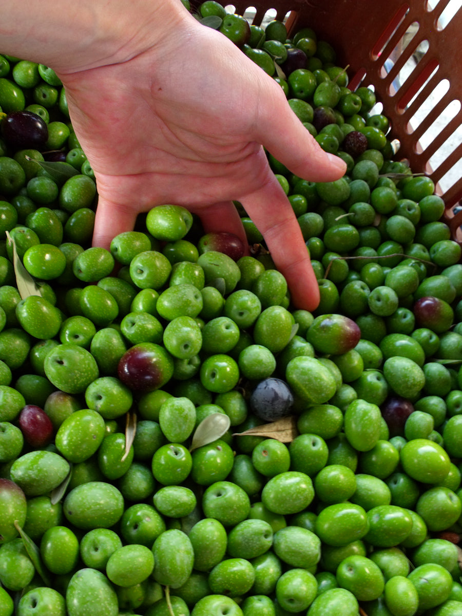 Pazianas AMFISSA 3l,  natives Olivenöl extra,  Ernte Okt. 2025,  Lieferzeit: 3 - 5 Tage