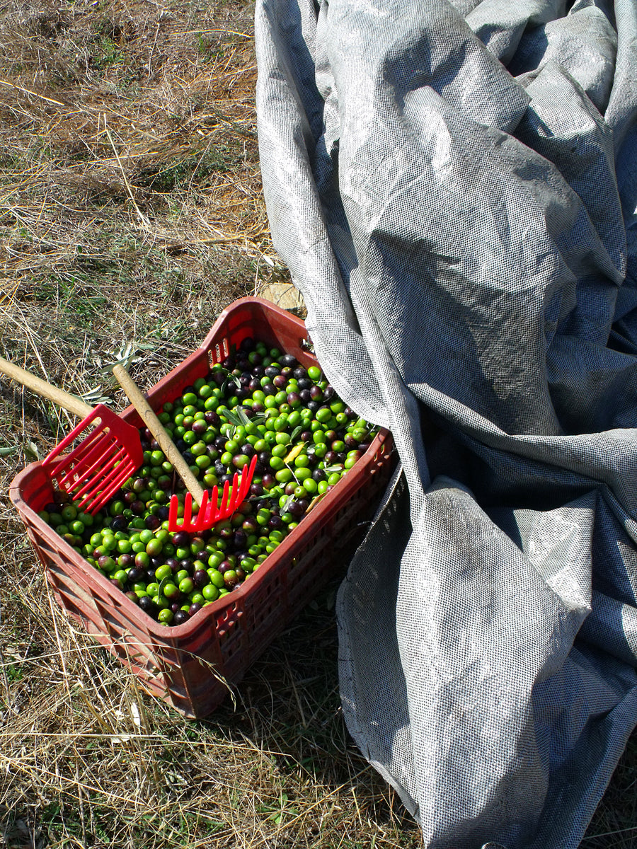 Pazianas AMFISSA 3l,  natives Olivenöl extra,  Ernte Okt. 2025,  Lieferzeit: 3 - 5 Tage
