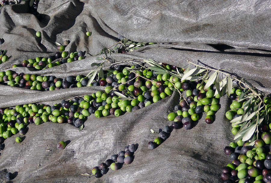Pazianas AMFISSA 3l,  natives Olivenöl extra,  Ernte Okt. 2025,  Lieferzeit: 3 - 5 Tage