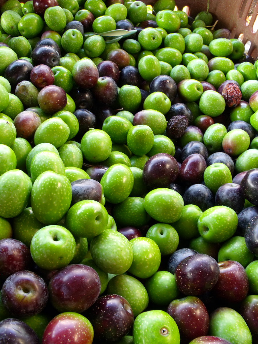 Pazianas AMFISSA 3l,  natives Olivenöl extra,  Ernte Okt. 2025,  Lieferzeit: 3 - 5 Tage