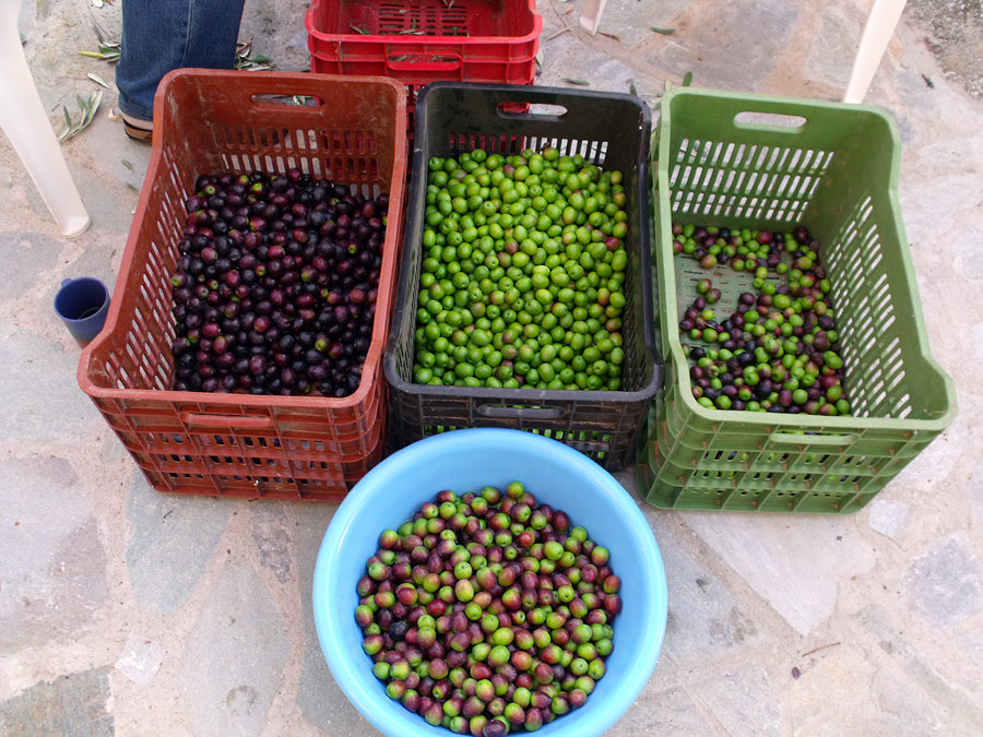 Pazianas AMFISSA 3l,  natives Olivenöl extra,  Ernte Okt. 2025,  Lieferzeit: 3 - 5 Tage