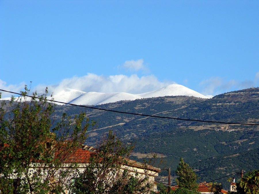 Pazianas AMFISSA 3l,  natives Olivenöl extra,  Ernte Okt. 2025,  Lieferzeit: 3 - 5 Tage