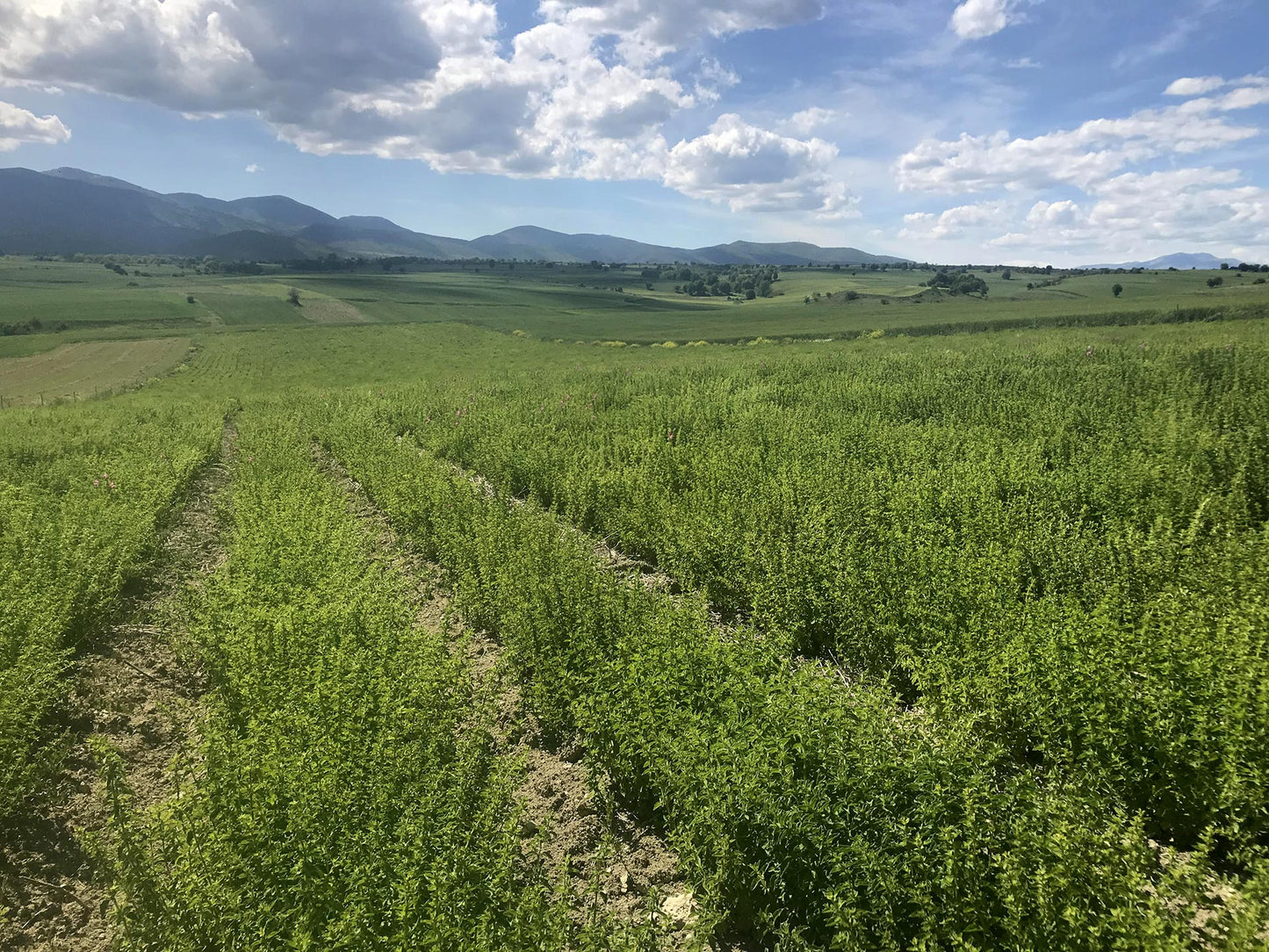 griechischer Oregano, Strauss, 40 g, Lieferzeit: 3 - 5 Tage